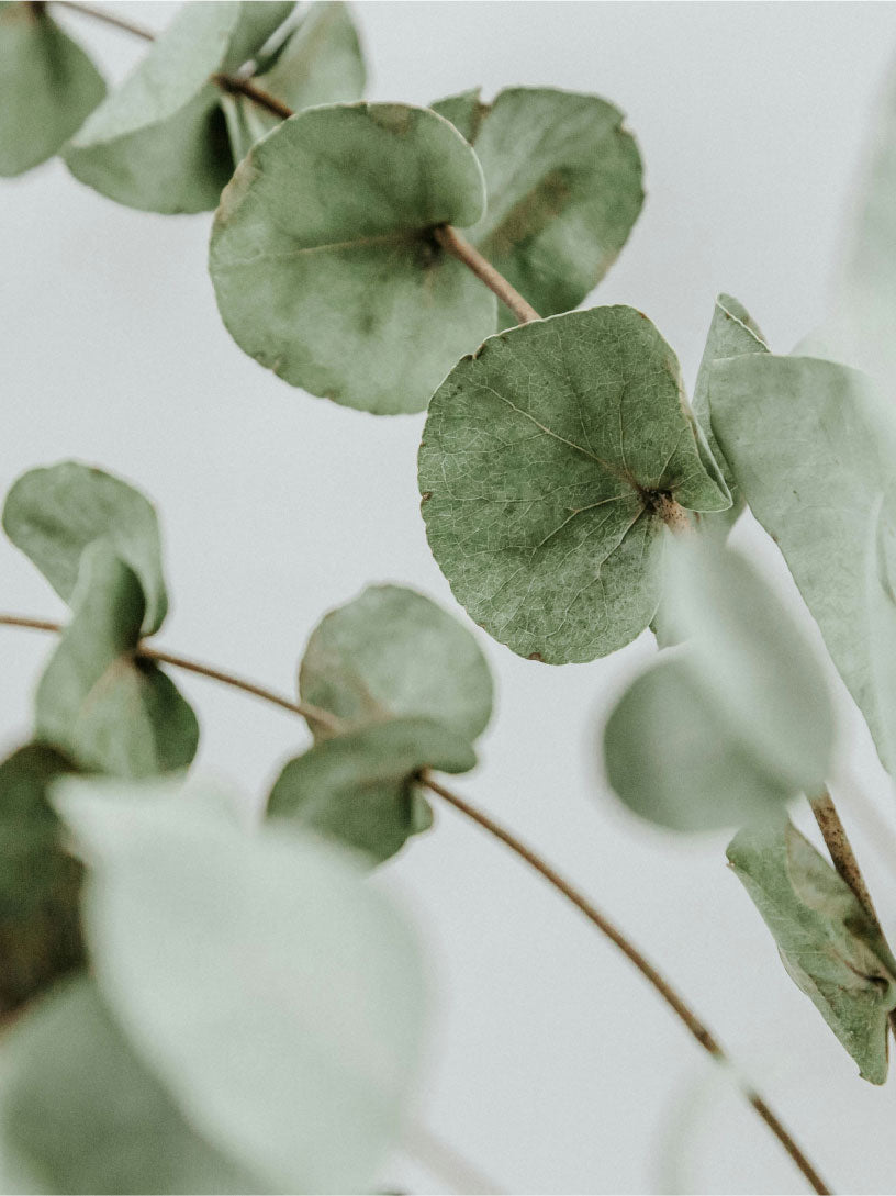 Close-up of green eucalyptus leaves on a light background