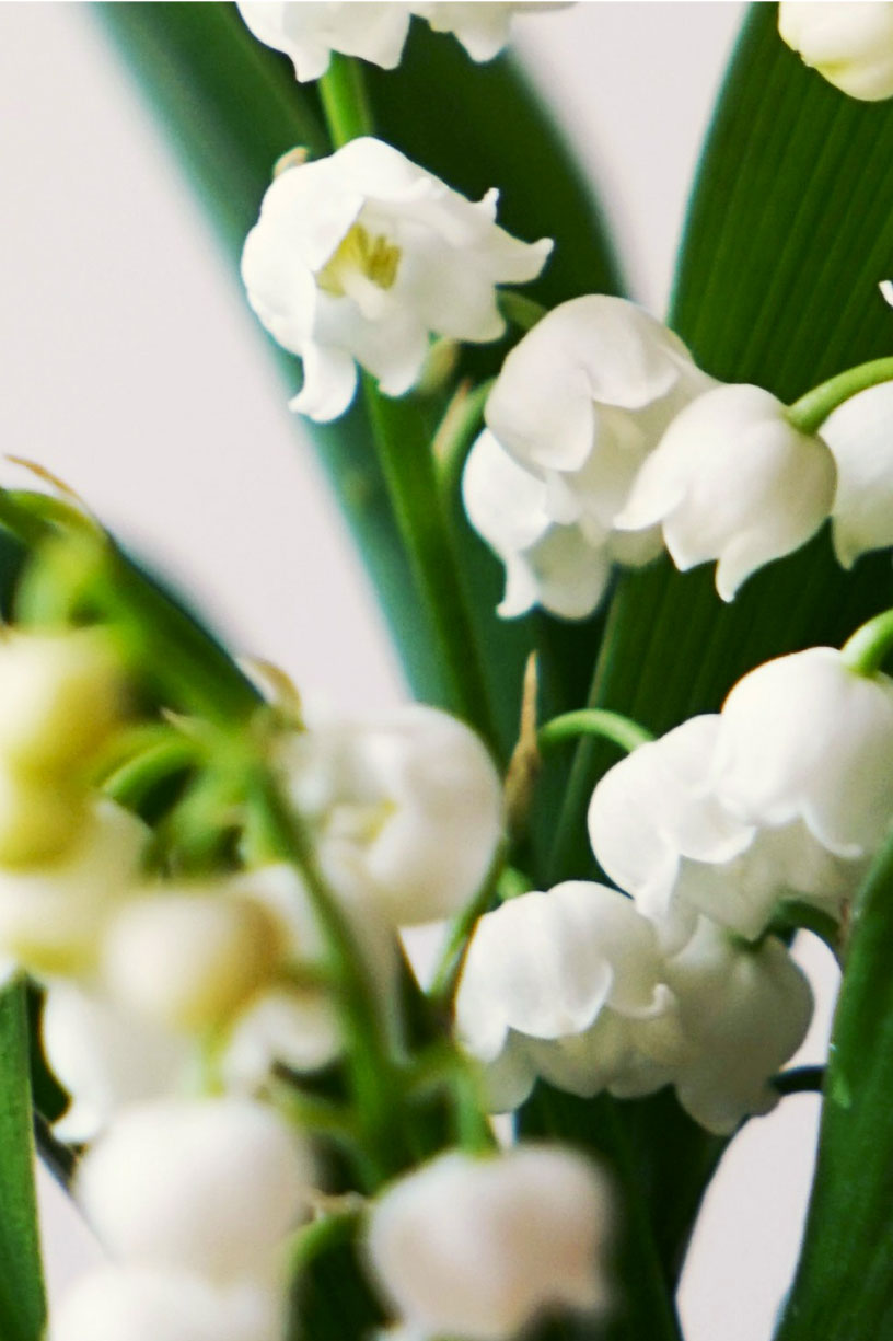 Car Air Freshener - White Musk - Textile Dots Green